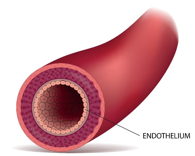 Diagram of a blood vessel cross-section showing the endothelium layer